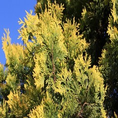 황금편백나무 120L포트 공기정화식물, 1개