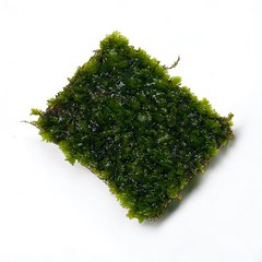 미미네아쿠아 대봉황모스 활착판 (8x9cm) 음성수초, 단품