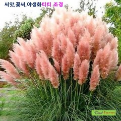 희귀씨앗 핑크 팜파스 그라스 씨앗 10립, 1개