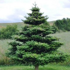 구상나무 묘목 크리스마스트리 - 키100cm(분) 1개