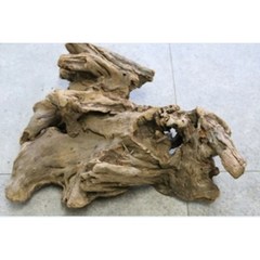 맹그로브유목 대사이즈 40~50cm