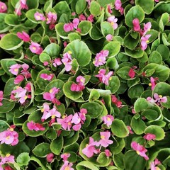 핑크베고니아 12개세트 포트 화분 화초 야생화 공기정화 꽃