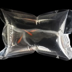 피케이몰 열대어 구피 이동용 비닐팩 30장, 16*20cm, 투명
