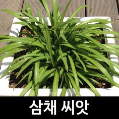 삼채 씨앗 부추 종자 약초 채소 야채 씨 나물 100알, 1개