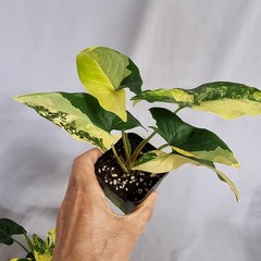 옐로우 싱고니움 바리에가타 공기정화식물 플랜테리어 열대식물, 1개, 혼합색상