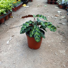 칼라데아 인시그니스 소품 앞뒤가 다른 잎의 반전매력공기정화식물