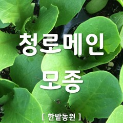 채소 모종 ~ 각종 묘종. 베란다 텃밭 세트 공기정화식물 허브 씨앗 채소모종 ~, H006 청로메인 모종 6개