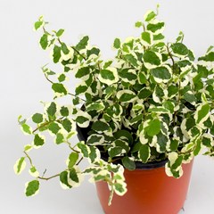푸미라 푸밀라 푸밀러 식물 모종 넝쿨 행잉 관엽식물 마이플랜트, 소품, 1개