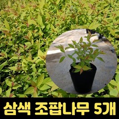 삼색 조팝나무 5주세트 조팝나무 포트묘