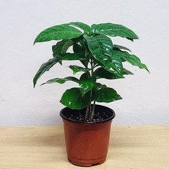 공기정화식물 커피나무(소품) 열매 키우기 열매누 관엽식물, 1개