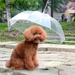 키밍 애견 투명 우산 강아지우산 강아지산책용품, 1개