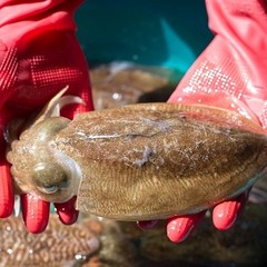 바다베개 생물 냉동 갑오징어 1kg 당일경매 5마리 내외, 생물 갑오징어 1kg(8미 내외), 1개