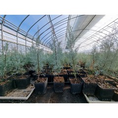 블루아이스(대묘) 접목3년생 포트묘 묘목 엘사나무 피톤치드 공기정화식물, 1개