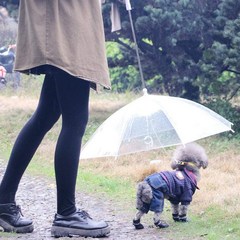 (NEW2023년)셀허브 반려견 튼튼한 장마 배변 산책 투명 우산 리드줄, 강아지 우산
