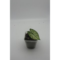 칼라디움 스트로베리스타 - 구근식물 동동플랜츠 관엽식물 희귀식물, 1개