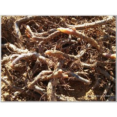 고사리종근 종자용뿌리 20kg 지리산먹고사리 참조은고사리모종, 1