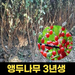 철쭉 묘목 40cm 10주 영산홍 연산홍 자산홍 철죽나무묘목, 1개