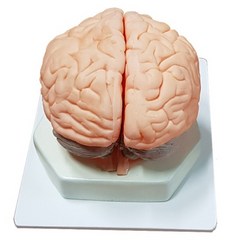 뇌의 구조 기능 3단 분리 뇌 두뇌 모형 교구 생명 과학 재료 키트 인체의신비 관찰 학습 세트 초등 학교 실험 패키지 실습 준비물