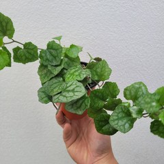실내공기정화식물 세네시오퍼플바인 수입식물 소품 15-25cm 99, 1개