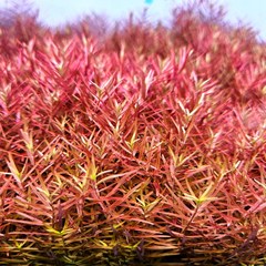 [착한수초] 붉은 노을 느낌의 로탈라 홍콩 30줄기 달팽이 없는 수초 구피 새우 은신처 초보수초 수초레이아웃 수초어항