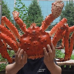 [자숙가능]살아가는 활 킹크랩 블루 레드 수율80~90%, 살아가는 활킹크랩 2.5kg, 1개