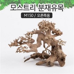 모스트리 분재유목(S) M150 /성형유목/자연