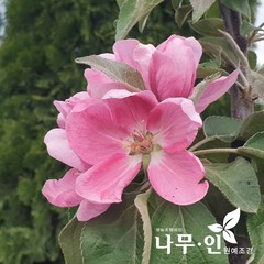 [나무인] 기둥사과 결실주, 1개