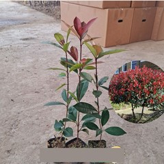 홍가시 레드로빈 붉은 꽃 나무 30cm 묘목 포트 화분 1개