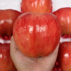 경북 청송 부사 사과 가정용 5kg, 1개