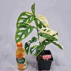 무늬아단소니 몬스테라 아단소니 공기정화식물 희귀관엽식물, 1개