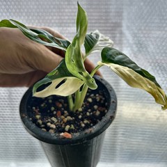 반려식물 무늬아단소니 (잎장 4장~5장) -랜덤발송