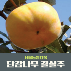 서울농원묘목/감나무 단감나무 결실주 R2점 과실수 분묘 묘목시장, 1개