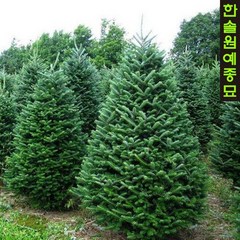 구상나무 H0.6m 내외 (분) 크리스마스트리 상록수, 1개