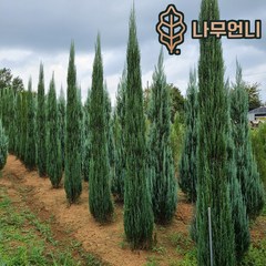 블루애로우 상록수 정원수 나무언니, 삽목2년포트 (2개묶음), 1개