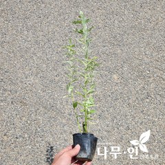 [나무인] 삼색버드나무(화이트핑크샐릭스) 포트묘목 5개