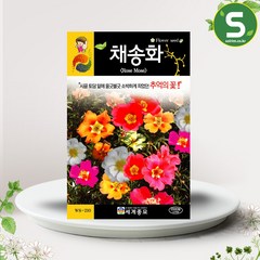 솔림텃밭몰 채송화씨앗 2000립 꽃씨앗 꽃씨 채송화, 1개