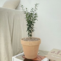 올리브나무 중품 토분 공기정화식물, 스팡 독일초코 + 토분받침