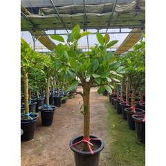 뱅갈고무나무 대형 실내 공기정화식물 관엽식물 대형화분 행복한꽃농원, 대형(130cm), 1개