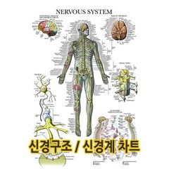 신경구조 신경계 차트 DM-05 인체해부도, 선택안함 DM-05