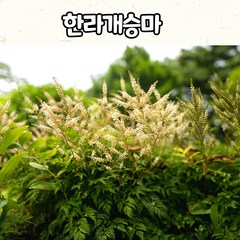 개승마