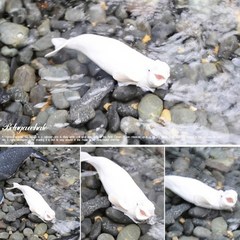 모형완구 벨루가 흰돌고래 동물피규어 미니어처, 상세페이지 참조