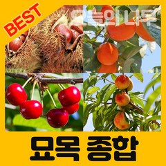 대왕대추 나무+왕대봉 감나무 접목1년특묘 묶음/나무 묘목 유실수묘목 꽃나무 과일나무 감나무