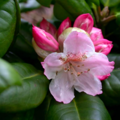 울릉도 만병초 포트묘 뚝갈나무 핑크색이 들어간 봄에 찾는꽃, 1개