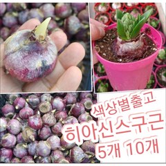 히아신스구근 5개 10개/달콤한 향이 일품인 히아신스꽃, 10개, 10개
