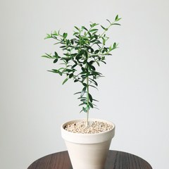 올리브나무 중 1그루 독일토분포함 공기정화식물, 1개, 혼합색상