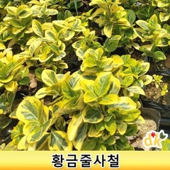 들꽃닷컴]야생화 황금사철(4치포트) . 야생화 지피식물 전국노지월동, 10개