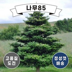 (나무85) 구상나무 H1.5 내외 분, 1개