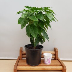 [용이네 화원] 만인의 사랑을 독차지하는 아라비카 커피나무 119 화원 농원, 1개