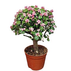 아악무 은행목 핑크아악무 칼라아악무 다육식물 무늬은행목 인테리어식물15, 1개, 혼합색상