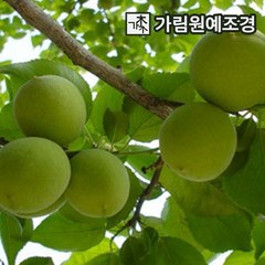 매실나무 슈퍼왕매실 홍매실 유실수 가림원예조경, 슈퍼왕매실 R4cm 결실주 분묘, 1개